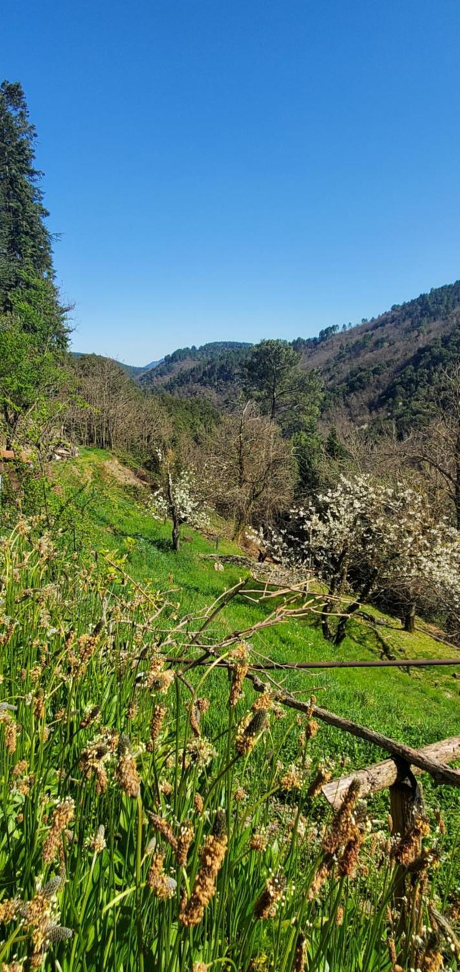 Gite De Combelebouze En Cevennes - Cosy, Confort Et Climatise - 3 Etoiles Saint-Privat-de-Vallongue Eksteriør billede